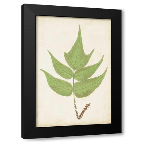 Fern Family VII Black Modern Wood Framed Art Print with Double Matting by Lowe