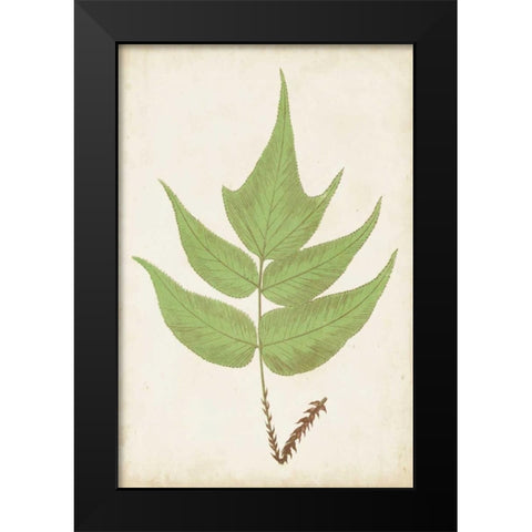 Fern Family VII Black Modern Wood Framed Art Print by Lowe