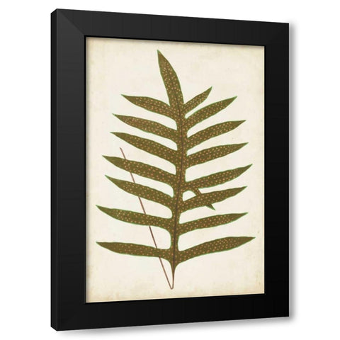 Fern Family VIII Black Modern Wood Framed Art Print with Double Matting by Lowe