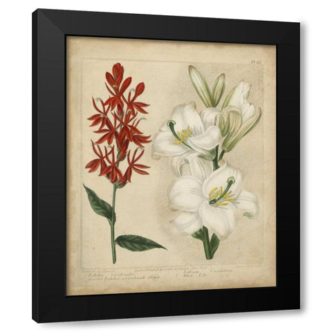 Scarlet Beauty I Black Modern Wood Framed Art Print by Edwards, Sydenham