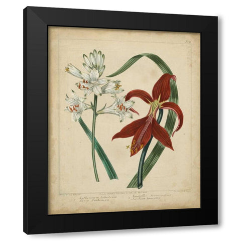 Scarlet Beauty II Black Modern Wood Framed Art Print by Edwards, Sydenham