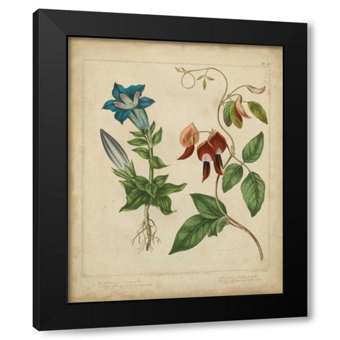Scarlet Beauty III Black Modern Wood Framed Art Print by Edwards, Sydenham