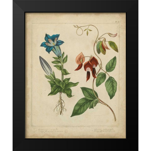 Scarlet Beauty III Black Modern Wood Framed Art Print by Edwards, Sydenham