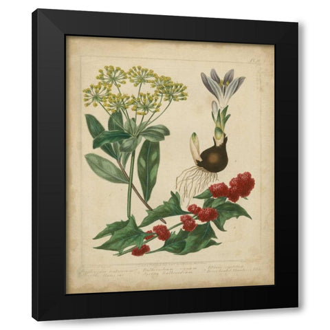 Scarlet Beauty IV Black Modern Wood Framed Art Print with Double Matting by Edwards, Sydenham