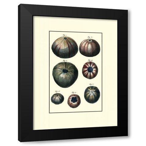 Custom Sea Shell IV Black Modern Wood Framed Art Print by Diderot
