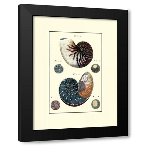 Custom Sea Shell VI Black Modern Wood Framed Art Print by Diderot