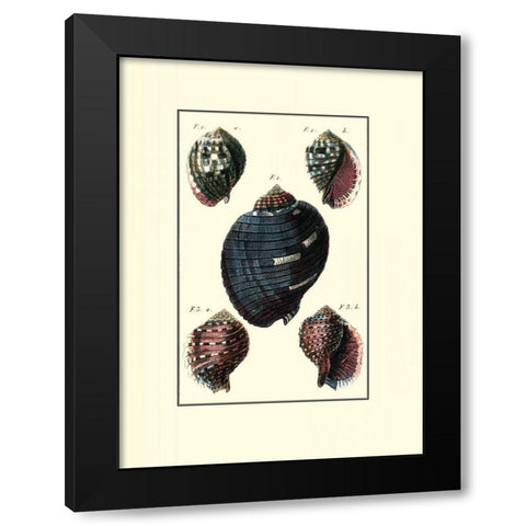 Custom Sea Shell VII Black Modern Wood Framed Art Print by Diderot