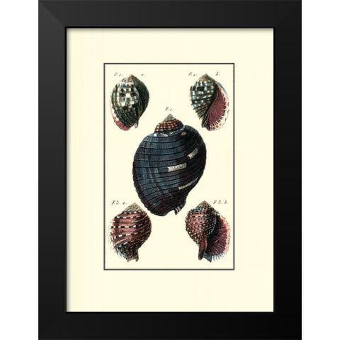 Custom Sea Shell VII Black Modern Wood Framed Art Print by Diderot