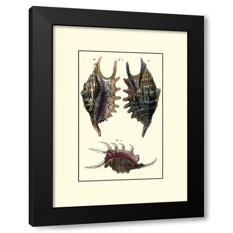 Custom Sea Shell VIII Black Modern Wood Framed Art Print by Diderot