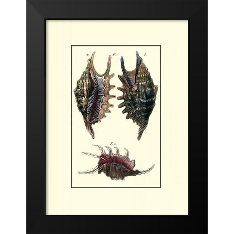 Custom Sea Shell VIII Black Modern Wood Framed Art Print by Diderot