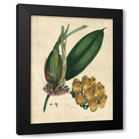 Sophisticated Orchid I Black Modern Wood Framed Art Print with Double Matting by Unknown