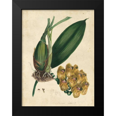 Sophisticated Orchid I Black Modern Wood Framed Art Print by Unknown