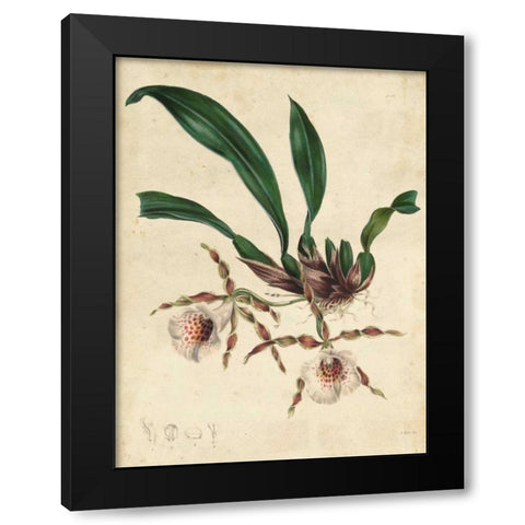 Sophisticated Orchid II Black Modern Wood Framed Art Print with Double Matting by Unknown