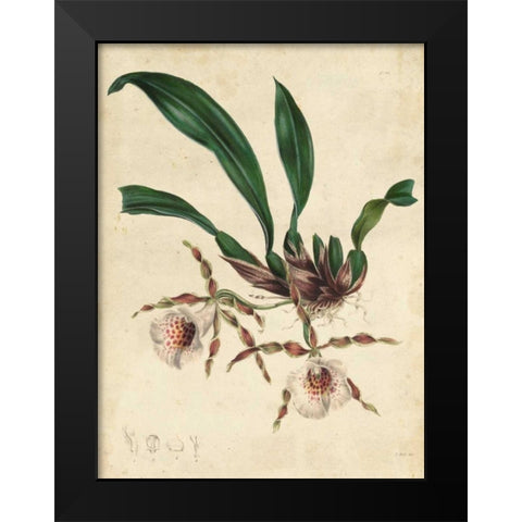 Sophisticated Orchid II Black Modern Wood Framed Art Print by Unknown