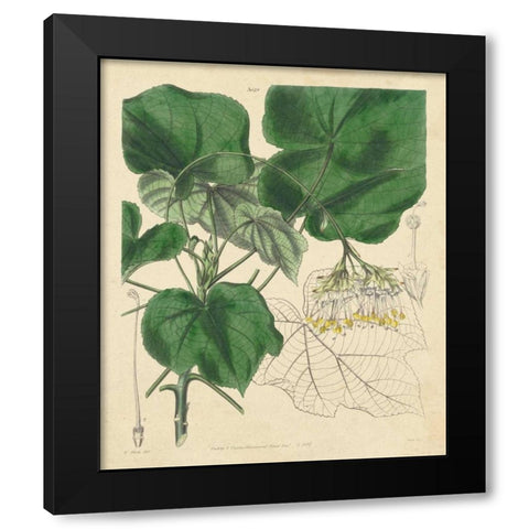 Curtis Leaves and Blooms I Black Modern Wood Framed Art Print by Curtis