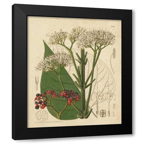 Curtis Leaves and Blooms II Black Modern Wood Framed Art Print by Curtis