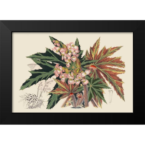 Begonia Varieties I Black Modern Wood Framed Art Print by Stroobant