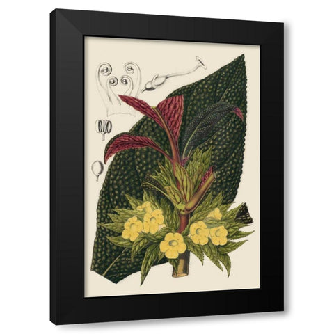 Begonia Varieties II Black Modern Wood Framed Art Print with Double Matting by Stroobant