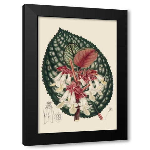 Begonia Varieties III Black Modern Wood Framed Art Print by Stroobant