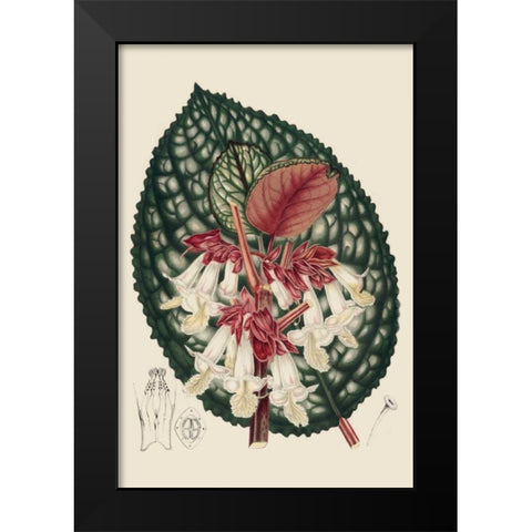 Begonia Varieties III Black Modern Wood Framed Art Print by Stroobant