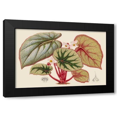 Begonia Varieties IV Black Modern Wood Framed Art Print by Stroobant