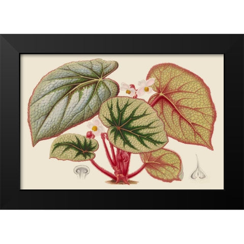 Begonia Varieties IV Black Modern Wood Framed Art Print by Stroobant