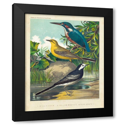 King-fisher and Wagtails Black Modern Wood Framed Art Print by Cassell