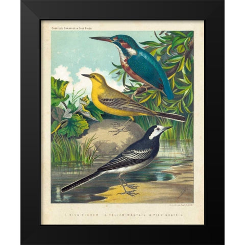 King-fisher and Wagtails Black Modern Wood Framed Art Print by Cassell
