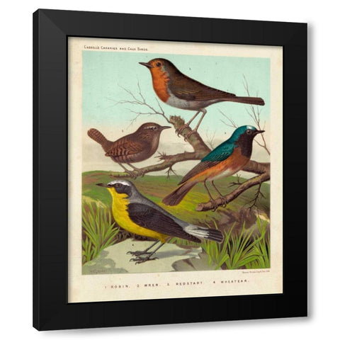 Robin, Wren and Redstart Black Modern Wood Framed Art Print with Double Matting by Cassell