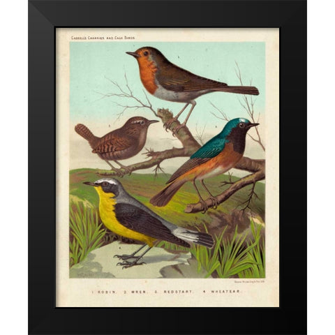 Robin, Wren and Redstart Black Modern Wood Framed Art Print by Cassell