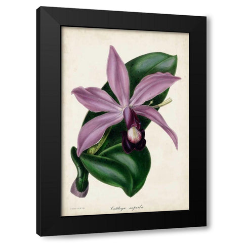 Plum Orchid Black Modern Wood Framed Art Print by Paxton