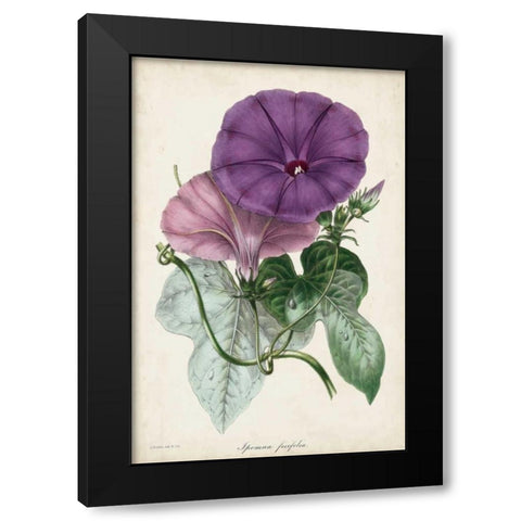 Plum Morning Glory Black Modern Wood Framed Art Print with Double Matting by Paxton