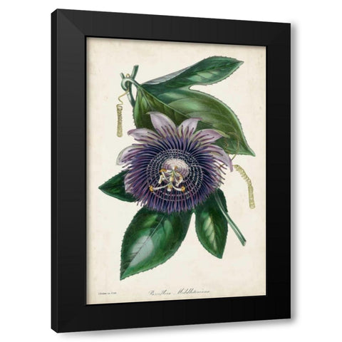 Plum Passion Flower Black Modern Wood Framed Art Print by Paxton