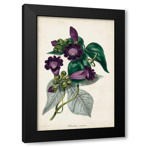 Plum Foxgloves Black Modern Wood Framed Art Print by Paxton