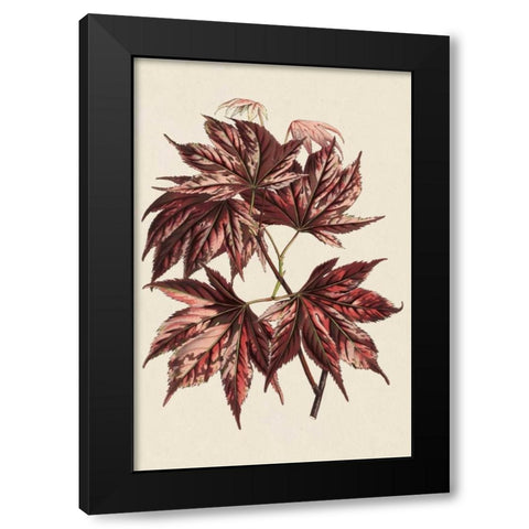 Japanese Maple Leaves II Black Modern Wood Framed Art Print by Stroobant