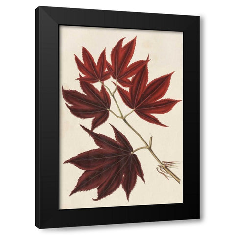Japanese Maple Leaves III Black Modern Wood Framed Art Print by Stroobant