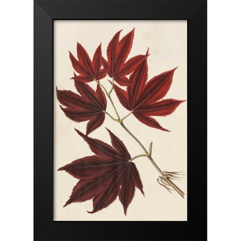 Japanese Maple Leaves III Black Modern Wood Framed Art Print by Stroobant