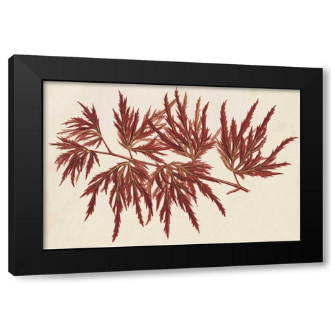 Japanese Maple Leaves IV Black Modern Wood Framed Art Print by Stroobant