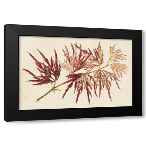 Japanese Maple Leaves V Black Modern Wood Framed Art Print with Double Matting by Stroobant