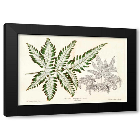 Fern Leaf Foliage II Black Modern Wood Framed Art Print by Stroobant