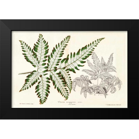 Fern Leaf Foliage II Black Modern Wood Framed Art Print by Stroobant