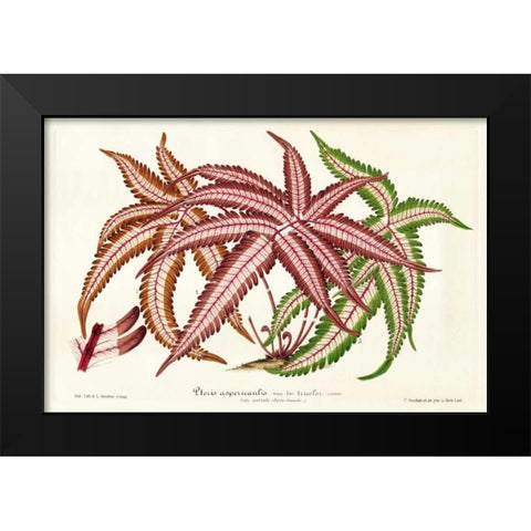 Fern Leaf Foliage III Black Modern Wood Framed Art Print by Stroobant