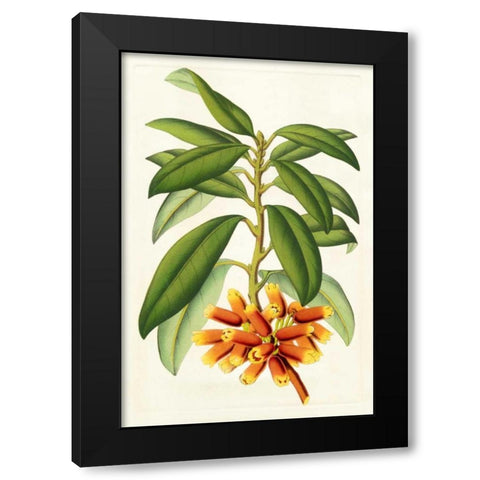 Tropical Rhododendron I Black Modern Wood Framed Art Print by Van Houtteano, Horto