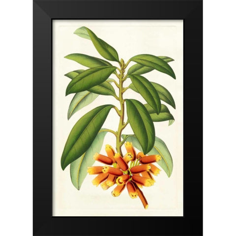 Tropical Rhododendron I Black Modern Wood Framed Art Print by Van Houtteano, Horto