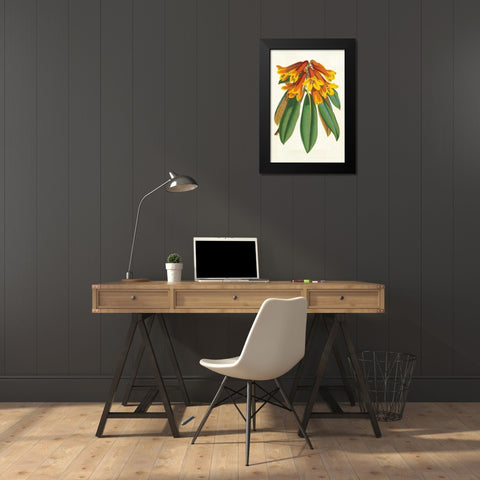 Tropical Rhododendron II Black Modern Wood Framed Art Print by Van Houtteano, Horto