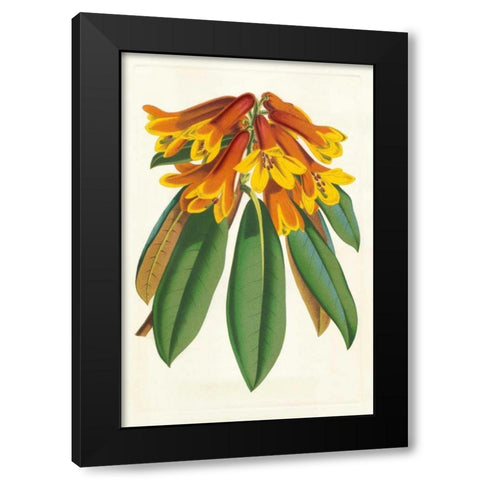 Tropical Rhododendron II Black Modern Wood Framed Art Print by Van Houtteano, Horto