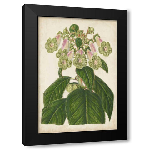 Foxglove Botanical Black Modern Wood Framed Art Print with Double Matting by Stroobant