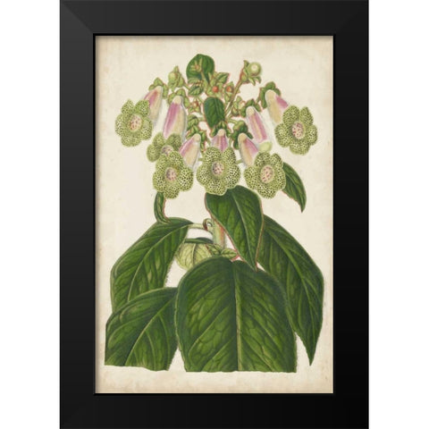 Foxglove Botanical Black Modern Wood Framed Art Print by Stroobant