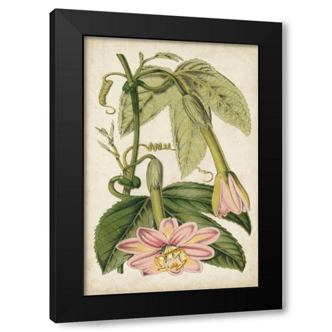 Passion Flower Botanical Black Modern Wood Framed Art Print by Stroobant