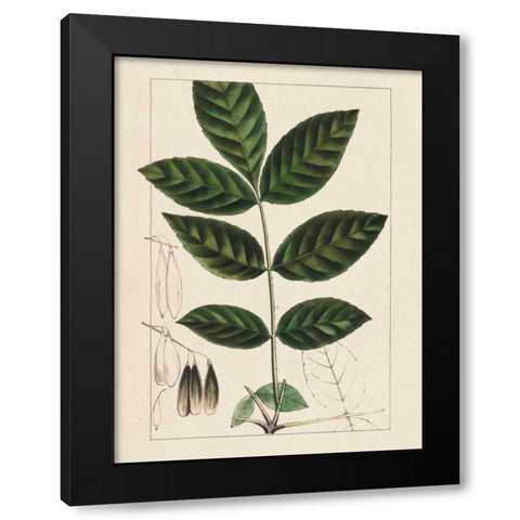 Silva Leaves I Black Modern Wood Framed Art Print with Double Matting by Silva, John